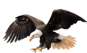 ООО ЧОП Фирма "Легион